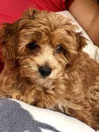 Cotonpoo Pooton Puppy Puppies Puppy Love Dogs