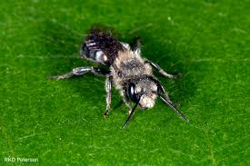 Image result for Mostuea batesii