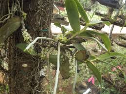 Image result for Rhipidoglossum