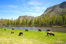 It erupts like clockwork every 91 minutes. Yellowstone National Park Facts Information Beautiful World Travel Guide