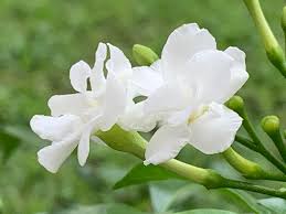 Image result for Tabernaemontana odoratissima