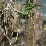 Image result for Polystachya fusiformis × lindblomii