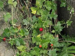 Image result for Cucumis maderaspatanus