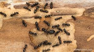 I have a black ant in my kitchen, should i be worried? How To Get Rid Of Carpenter Ants And Why You Should