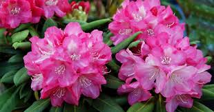 Rhododendron Das Passt Dazu Straucher Garten Hortensienpflanze Und Garten Ideen Gestaltung Vorgarten