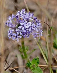 Image result for Pentanisia