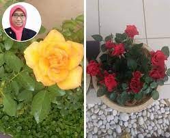 Pokok ros amat mudah di biakkan melalui keratan batanag. Hari Hari Dengan Bunga Ros Wanita Ni Share Cara Tanam Jaga Nyata Pokok Lebih Subur Lebat Berbunga Keluarga