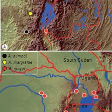 Image result for Englerophytum rwandense