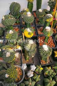 Image result for Droguetia