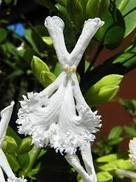 A terrestrial to epiphytic denizen of the cloud forests of costa rica to northern columbia up to 9000′. Pin On Bizarre Plants