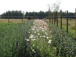 Check spelling or type a new query. Slow Flowers Podcast A Day In The Life Of Vivian Larson Of Everyday Flowers Episode 152 Debra Prinzing