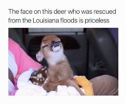 32 Animal Memes That Will Brighten Your Day Cute Animal Memes Funny Animal Pictures Funny Animals