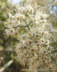Image result for Buddleja dysophylla