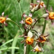 Image result for Tulbaghia alliacea