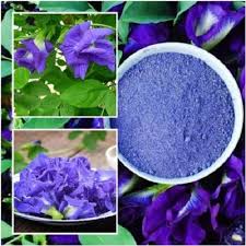 Seeds Rare Double Flower Clitoria Ternatea Seeds Asian Etsy In 2020 Butterfly Pea Butterfly Pea Flower Pea Flower