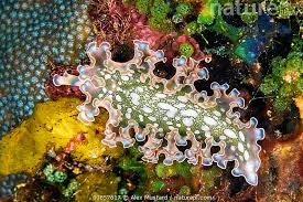 Image result for Salacia leptoclada