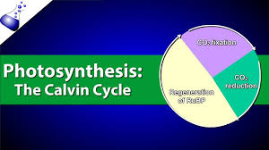 Krebs cycle yields a small amount of atp; Photosynthesis Definition Equation Steps Process Diagram