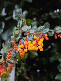 Image result for Berberis darwinii