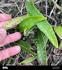 Image result for Pleopeltis macrocarpa