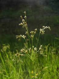 Image result for Scirpus pendulus