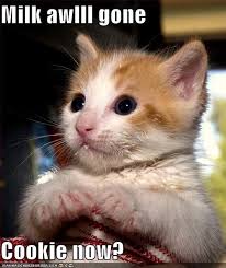Milk Awlll Gone Cookie Now Cute Animals Kittens Cutest Funny Animal Memes