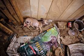Most people know that reputable breeders will not sell puppies to any pet store. The Dog Factory Inside The Sickening World Of Puppy Mills Rolling Stone