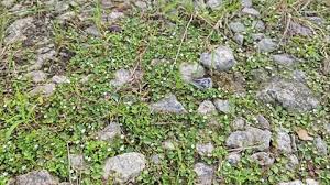 Image result for Evolvulus nummularius