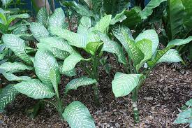 Dieffenbachia Dumb Cane Plant Facts Growing And Care Guide In 2020 Dumb Cane Plant Plants Fast Growing Plants