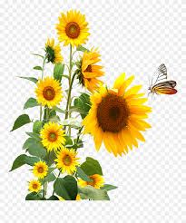 Free Free 315 Clear Background Sunflower Bouquet Svg SVG PNG EPS DXF File