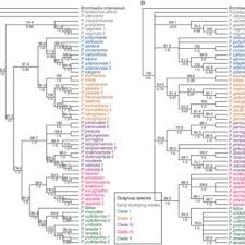 Image result for Polystachya calluniflora