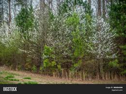 The washington hawthorn (crataegus phaenopyrum) is a compact tree. Cluster White Image Photo Free Trial Bigstock