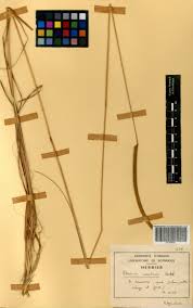 Image result for Ctenium newtonii