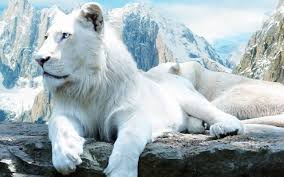 أجمل وأروع خلفيات صور حيوان الأسد الابيض White Lion Wallpapers Hd