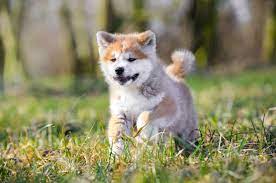 Fawn and white akita dog standing on road. 12 Places To Find Akita Puppies For Sale Best To Worst