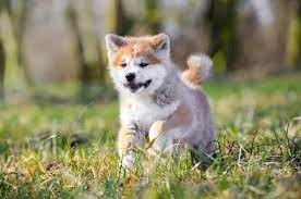 Within the next 3 months. 12 Places To Find Akita Puppies For Sale Best To Worst