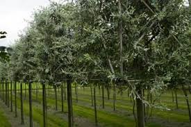 Pyrus Salicifolia Pendula Pyrus Salicifolia Pendula Hat Nicht Nur Seine Blattform Mit Der Weide Gemeinsam Auch Die Hangenden Trauerweide Pflanzen Zweige