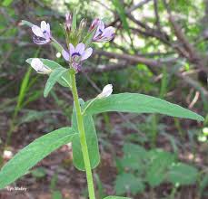Image result for Cleome monophylla