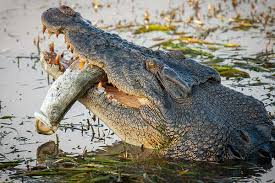 Some only live to around 30 years, while others live up to 75 years. Quick Facts About Saltwater Crocodiles