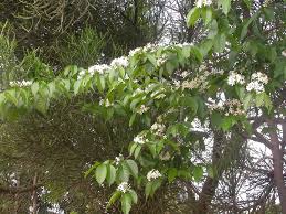 Image result for Funtumia africana