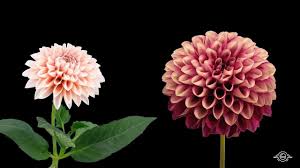 Download flower hd images and wallpapers with names. Blooming Flowers Timelapse Youtube