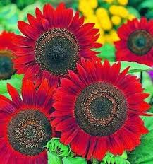 Image result for Helianthus annuus