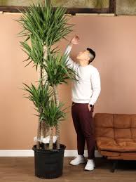 Image result for yucca gigantea en casa
