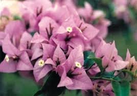 Different authors accept from 4 to 18 species in the genus. Lilac Bougainvillea