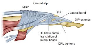 Image result for Elson Extensor Tendon Test