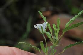 Image result for Monsonia angustifolia