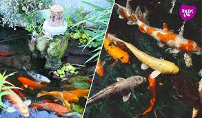 Cari tahu jenis terbaiknya di sini! Disebalik Tanda Harga Ikan Koi Yang Boleh Mencecah Jutaan Ringgit Rileklah Com