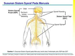 Bagian yang dimaksud adalah otak, sumsum tulang pada dasarnya, susunan saraf hewan vertebrata hampir sama dengan manusia. Struktur Hewan Sistem Saraf Peredaran Darah Pada Mamalia Ppt Download