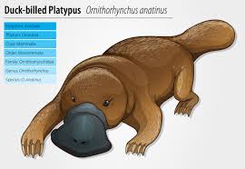 Duck Billed Platypus Download Free Vectors Clipart Graphics Vector Art They have a flattened head and body to help them glide through the water. vecteezy