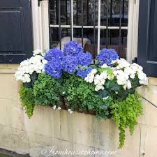 window box flower combinations: flower