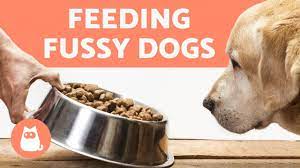 How To Make My Dog Eat Dry Food 5 Easy Tricks Youtube